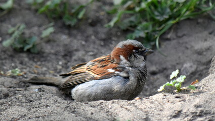 House Sparrow in the beginning makes a bath, tearing a hole, and then there is bathed.