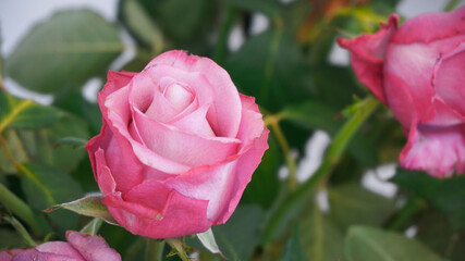 Dry wilted pink roses flowers bouquet close up, dyeing beauty concept, florist decoration technique 