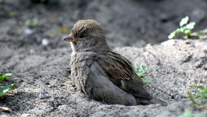 House Sparrow in the beginning makes a bath, tearing a hole, and then there is bathed.