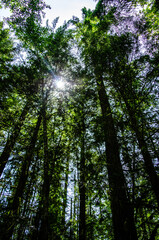 Sunburst
The sun bursts through high above in the forest canopy