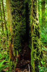 Burned Out
A burned out tree proivdes a new home for birght green moss along the forested trail of Weddle Lake, Vancouver Island