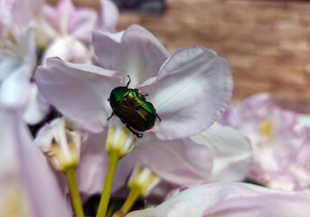 chafer beetle sitting on a white flower