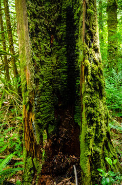 Widdled Tree รูปภาพWeddle – เลือกดูภาพถ่ายสต็อก เวกเตอร์ และวิดีโอ29 | Adobe Stock