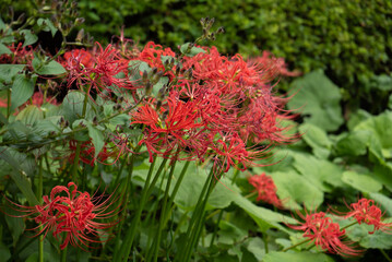 Red Flower Shinjuku park in Tokyo, Japan. September 2017