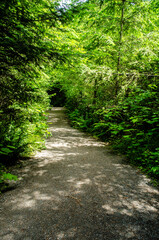 Fototapeta na wymiar Forest Vortex The forest trail enters a tunnel of green in Weddle Lake