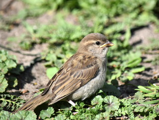 Portrait of a chick sparrow against a background of grass.