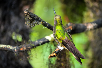 Fototapeta na wymiar Buff Tailed Coronet Hummingbird