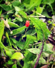 wild strawberry plant