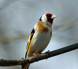 Goldfinch perched in the woods