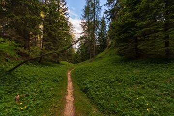 Walking trail leading through the forest from Monte Penegal to Monte Macaion in Italian South Tyrol.