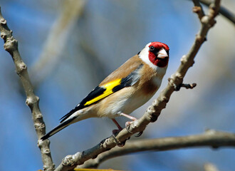 Goldfinch perched in the woods