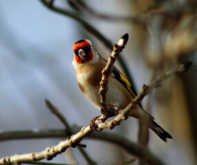 Goldfinch perched in the woods
