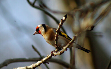 Goldfinch perched in the woods