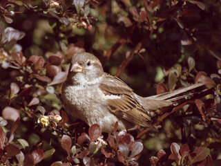 A female House Sparrow sits beautifully in the colors of the bush.