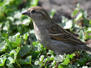 Portrait of a female Sparrow vulgaris on a background of grass.