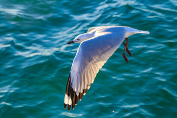 Seagull Flying