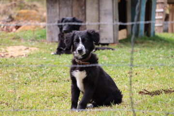 dog  collie animal pet