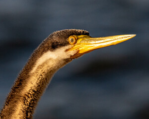 Cormorant Close Up