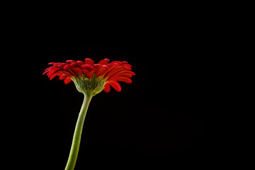 red gerbera and black background