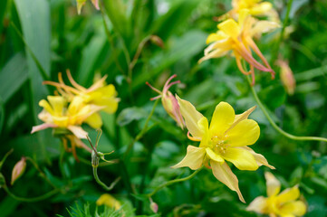 Yellow Colombine flowers close-up.Aquilegia chrysanta flowers on green background of flower-bed.