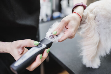 Haircut of a white little dog. Beautiful and funny dog. Maltese dog