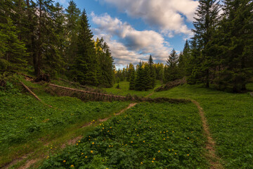 Fototapeta premium Walking trail leading through the forest from Monte Penegal to Monte Macaion in Italian South Tyrol.