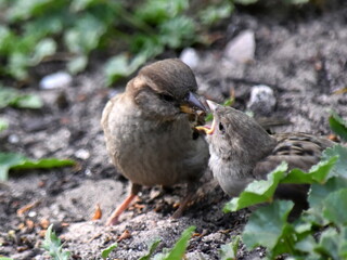 A female sparrow feeds its chick from beak to beak.