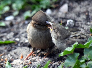 A female sparrow feeds its chick from beak to beak.