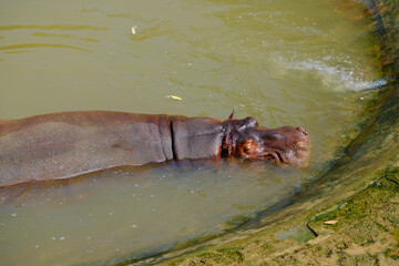 hippopotamus swimming in the water