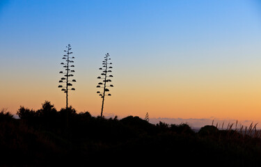 Obraz premium Silhouettes of blooming agave plants at sunset