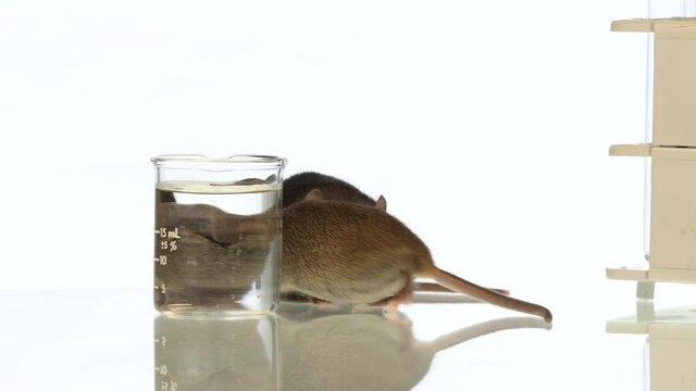 Obese and lean laboratory mice with infinity white background