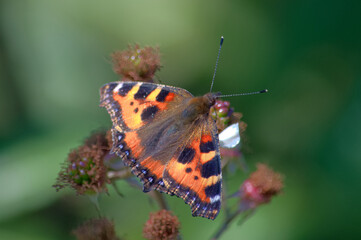Butterfly resting on a wild bramble branch