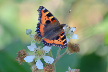 Close up view of a butterfly on a summer flower