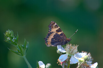 Close up of a butterfly with closed wings resting on a flower in the beautiful summer sunshine