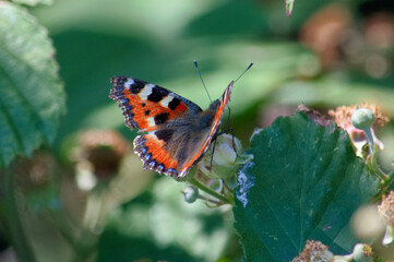Close up of a butterfly resting on a wild rose flower in the summer sunshine