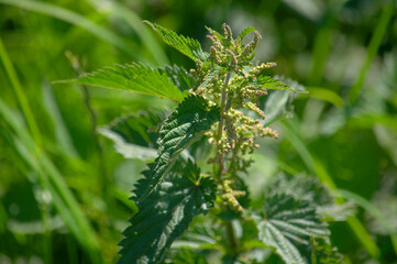 Close up of stinging nettles gone to seed