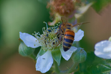 Wasp on a summer flower