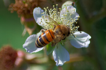 Close up of a wasp on a flower