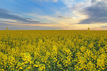 Yellow flowers of oil in rapeseed field with colorful sky and clouds in the evening.