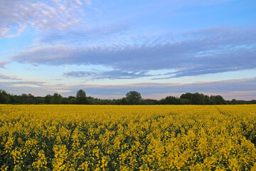 Yellow flowers of oil in rapeseed field with colorful sky and clouds in the evening.