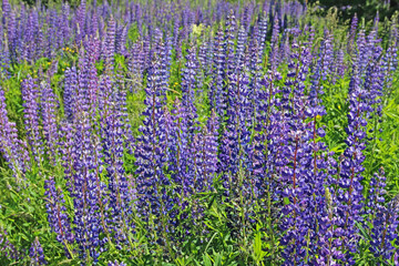 Pink and purple lupine flowers in summer.