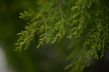 Fototapeta premium close up of green pine needles