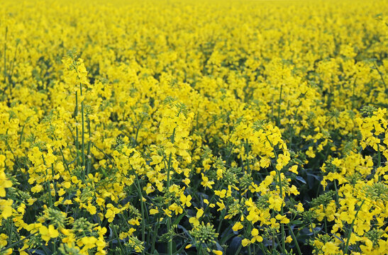 Yellow flowers of oil in rapeseed field.