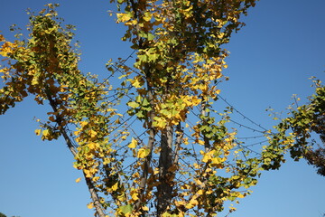 In autumn, the ginkgo tree under the blue sky