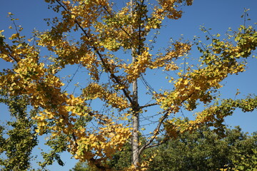 In autumn, the ginkgo tree under the blue sky