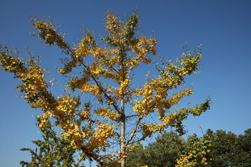 In autumn, the ginkgo tree under the blue sky