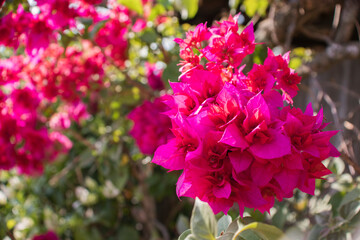 Fuchsia bouquet of flowers from a plant called bougainvillea.