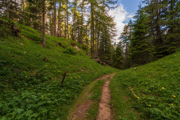 Fototapeta na wymiar Walking trail leading through the forest from Monte Penegal to Monte Macaion in Italian South Tyrol.