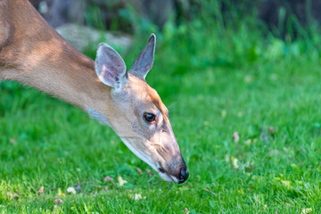 Closeup of deer with head near grass foraging for food