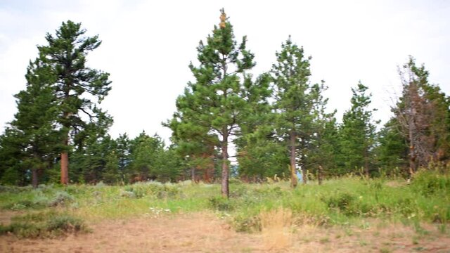 Canyon Rim campground in Flaming Gorge Utah National Park panning of ponderosa pine trees in summer